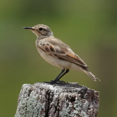 File:Geositta cunicularia Common Miner.JPG