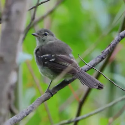 File:Elaenia obscura Highland Elaenia.JPG