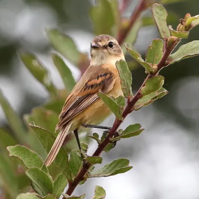 File:Polystictus pectoralis Bearded Tachuri.JPG
