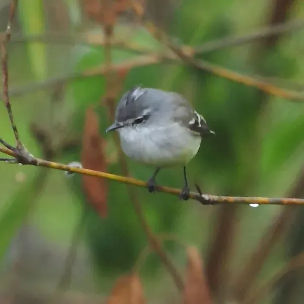 File:Serpophaga subcristata White-crested Tyrannulet.JPG
