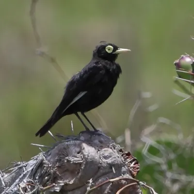 File:Hymenops perspicillatus Spectacled Tyrant.JPG