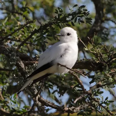 File:Xolmis irupero White Monjita.JPG