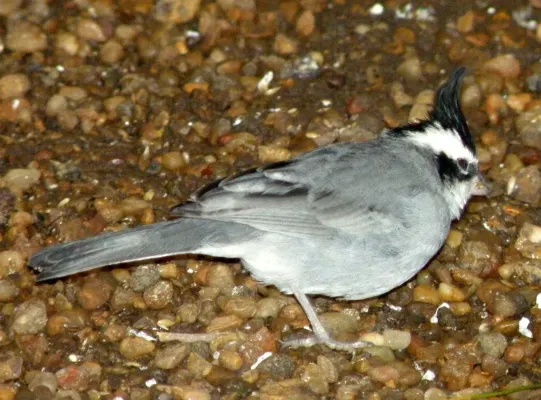 File:Lophospingus pusillus.JPG