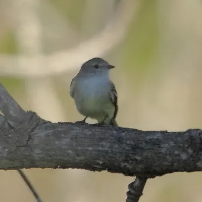 File:Sublegatus modestus Southern Scrub-Flycatcher.JPG