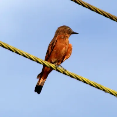 File:Hirundinea ferruginea Cliff Flycatcher.JPG