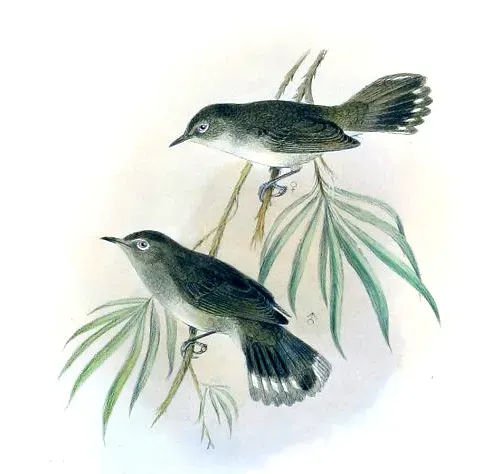 File:Gerygone modesta.jpg
