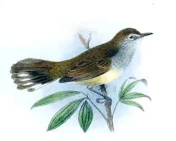 File:Gerygone insularis a.jpg