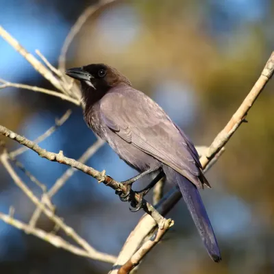 File:Cyanocorax cyanomelas Purplish Jay.JPG