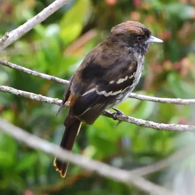 File:Knipolegus cyanirostris Blue-billed Black-Tyrant.JPG