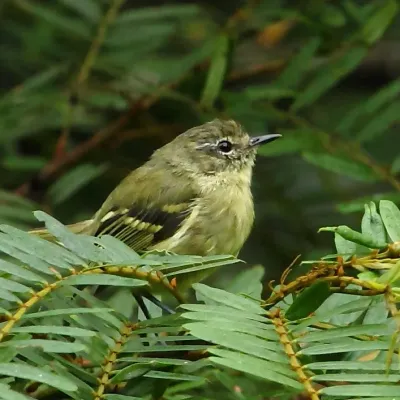 File:Phylloscartes ventralis Mottle-cheeked Tyrannulet.JPG