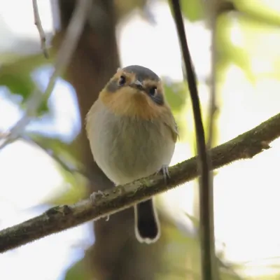 File:Poecilotriccus plumbeiceps Ochre-faced Tody-Flycatcher.JPG