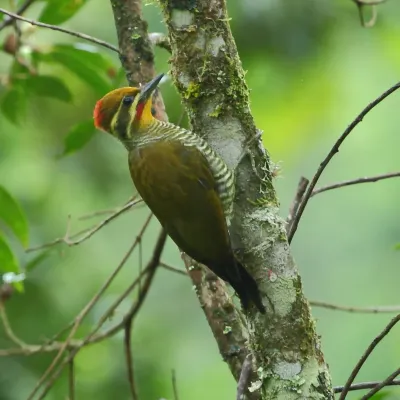 File:Piculus aurulentus Yellow-browed Woodpecker.jpg