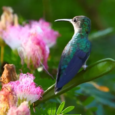 File:Thalurania furcata Fork-tailed Woodnymph.JPG