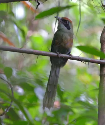 File:Baryphthengus ruficapillus Rufous-capped Motmot.JPG