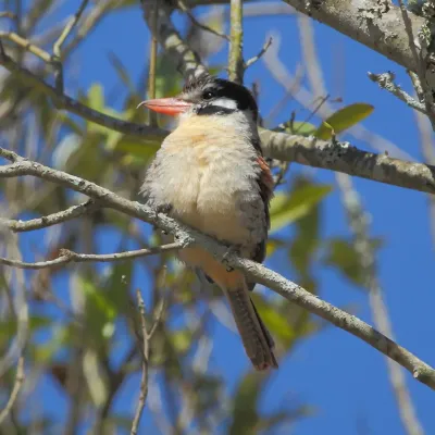 File:Nystalus chacuru White-eared Puffbird.JPG
