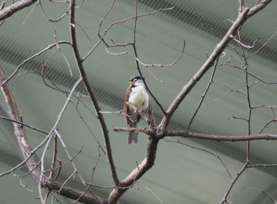 File:Paradoxornis gularis crop.JPG