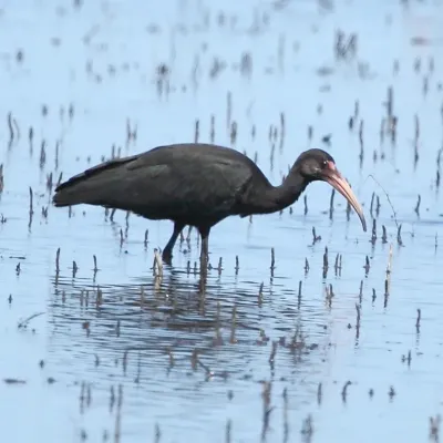 File:Plegadis Chihi - White-faced Ibis.jpg