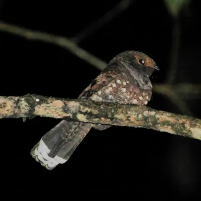 File:Nyctiphrynus ocellatus Ocellated Poorwill.JPG