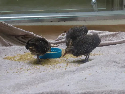 File:Crypturellus tataupa - Parc des oiseaux 04.JPG