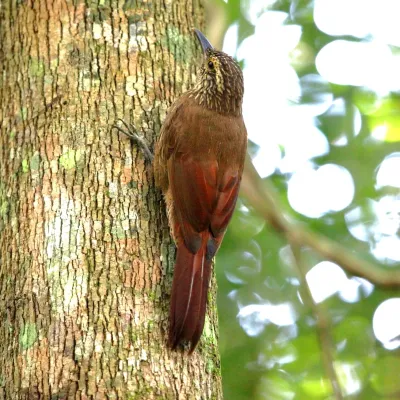 File:Dendrocolaptes platyrostris-Planalto Woodcreeper.JPG