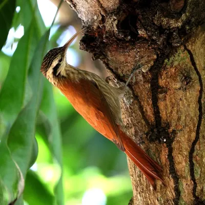 File:Lepidocolaptes angustirostris-Narrow-billed Woodcreeper.JPG