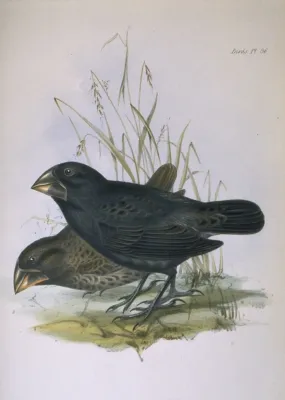 File:Geospiza magnirostris.jpg