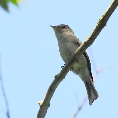 File:Contopus cinereus-Tropical Pewee.JPG