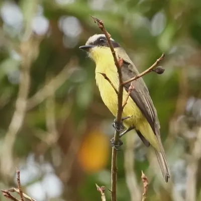 File:Conopias trivirgatus-Three-striped Flycatcher.JPG