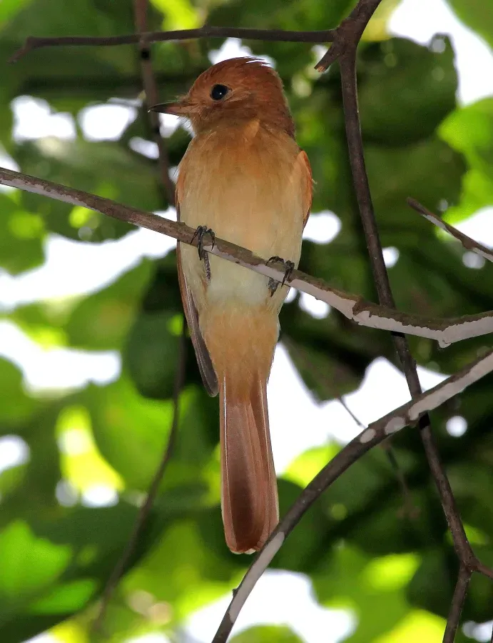 File:Casiornis rufus-Rufous Casiornis.JPG