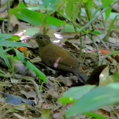 File:Sclerurus scansor-Rufous-breasted Leaftosser.JPG