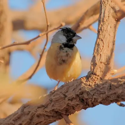File:Charitospiza eucosma - Coal-crested Finch.jpg