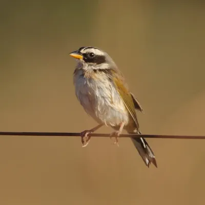 File:Coryphaspiza melanotis-Black-masked Finch.JPG