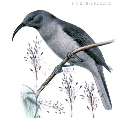 File:Myzomela cineracea J. Smit.jpg