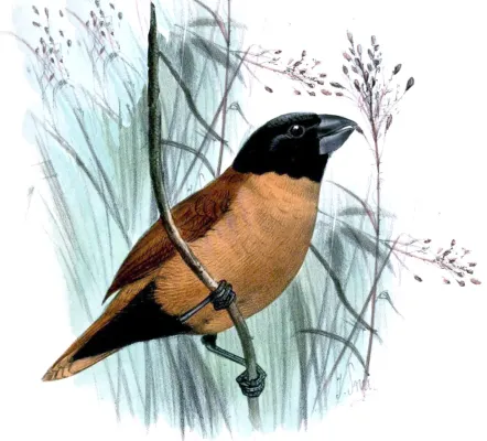 File:Lonchura forbesi - Joseph Smit.jpg