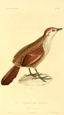 File:Scelorchilus albicollis 1831.jpg