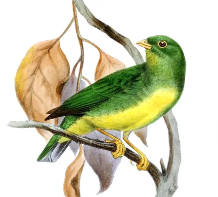 File:Chlorophonia flavirostris - Joseph Smit.jpg