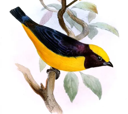 File:Euphonia saturata - Joseph Smit.jpg