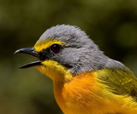 File:Chlorophoneus sulfureopectus, Polokwane Wildtuin.jpg