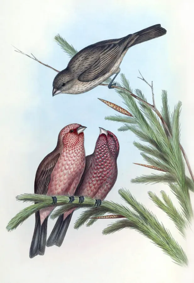 File:Carpodacus rubicilla; Gould & Richter.jpg