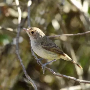 File:Euscarthmus meloryphus-Tawny-crowned Pygmy-Tyrant.jpg