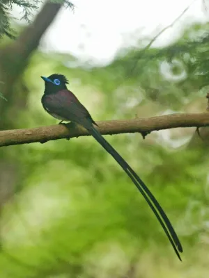 File:ITerpsiphone atrocaudata.jpg