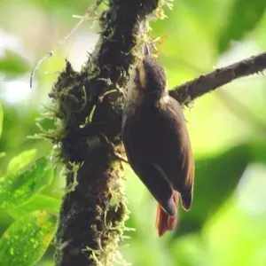 File:Heliobletus (Xenops) contaminatus-Sharp-billed Treehunter.jpg