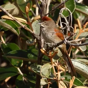 File:Synallaxis albescens-Pale-breasted Spinetail.jpg