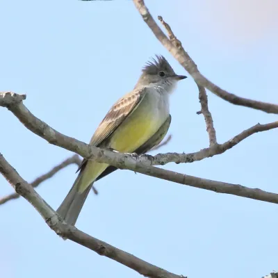 File:Elaenia spectabilis-Large Elaenia.JPG
