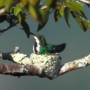 File:Anthracothorax nigricollis-Black-throated Mango (female).JPG