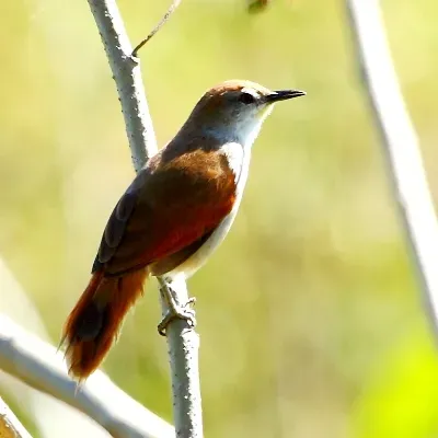File:Certhiaxis cinnamomeus-Yellow-chinned Spinetail.JPG