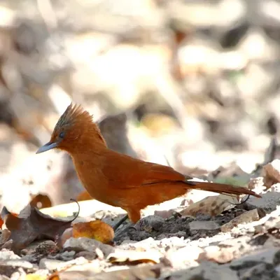 File:Pseudoseisura unirufa-Rufous Cacholote.JPG