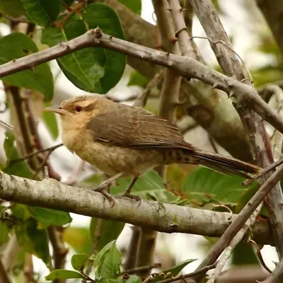 File:Campylorhynchus turdinus-Thrush-like Wren.JPG