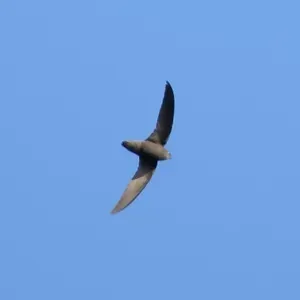 File:Chaetura meridionalis-Sick's Swift.jpg