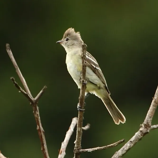 File:Elaenia flavogaster - Yellow-bellied Elaenia.JPG